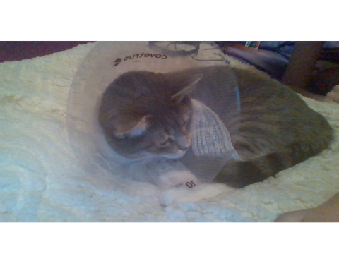 My Cat Has a Vet Collar :(