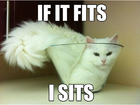 Funny Cat Memes!
