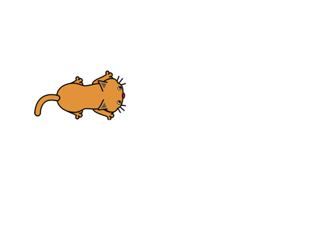 take care of a cat