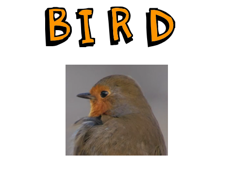 cute bird