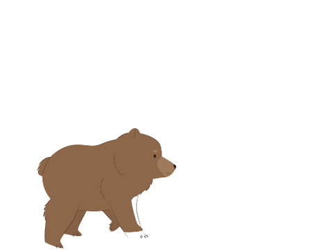 sunny bears
