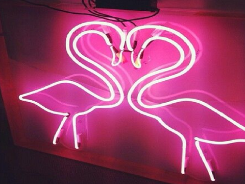 flamingo
