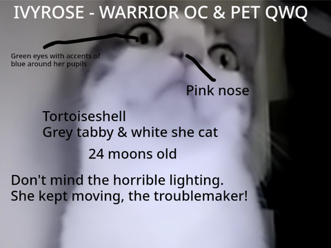 Ivyrose - Warriors OC