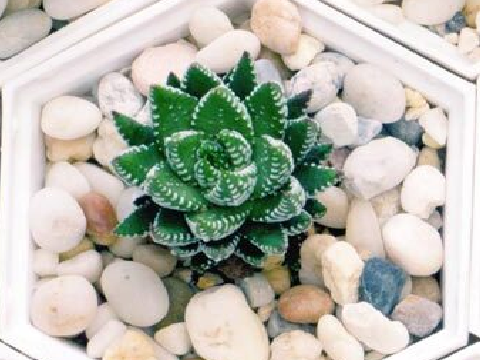❉