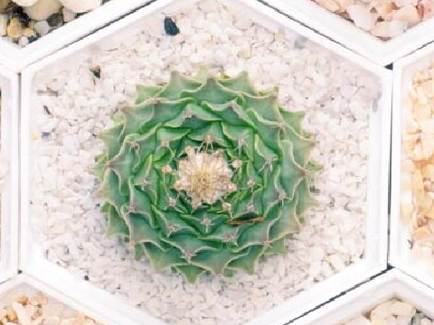 ❉