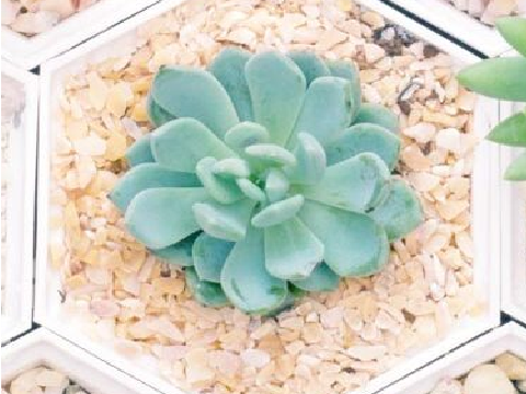 ❉