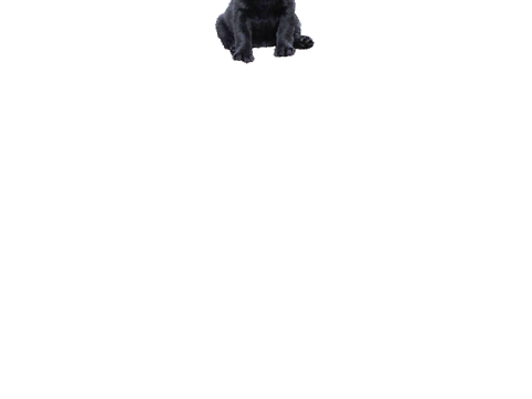 your a dog