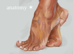 anatomy ✶