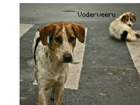 remix and sign to stop animal cruelty remix