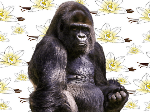 Gorilla Vanilla