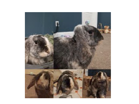 my bunny <3