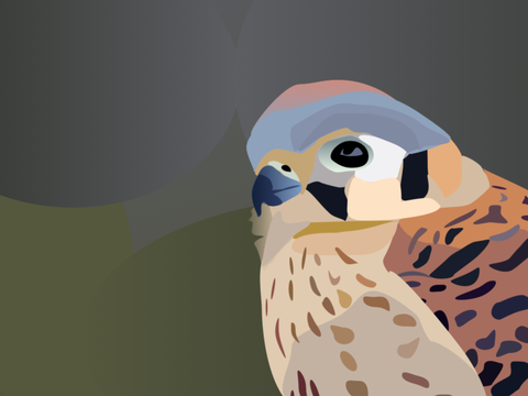 My icon (American Kestrel)!