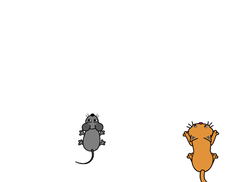 Cat chasing mouse game