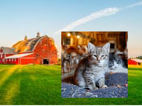 Farm Roleplay animal