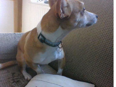 (introducing Gotaz's dog!)