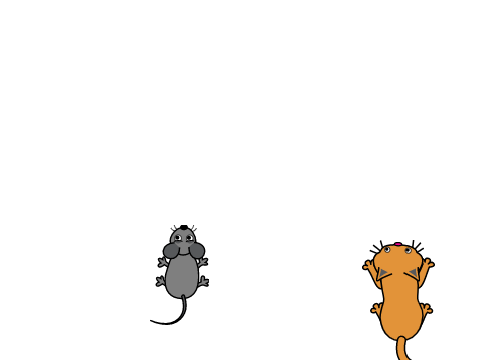 Cat chasing mouse game 