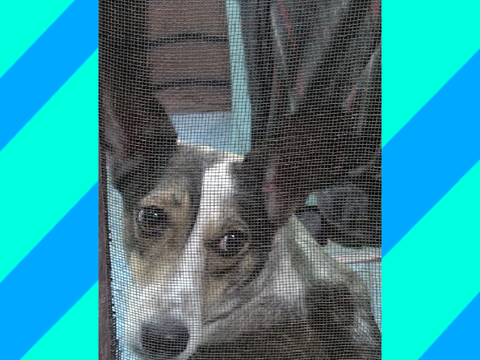 45 followers pet reveal