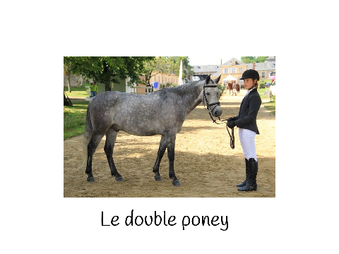 Types de chevaux 