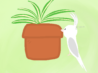 White-faced pied cockatiel art