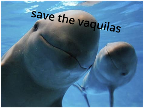 Save the Vaquitas