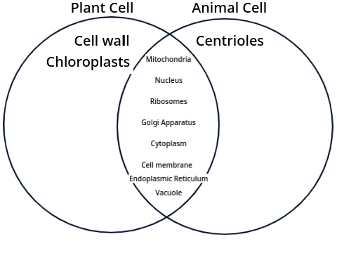 Basic Plant Cell / Animal Cell Venn Diagram