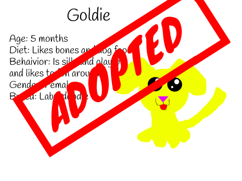 Dogs for the Animal Adoption Center!