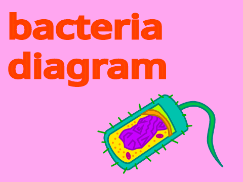 bacteria diagram