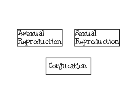 Reproduction Comparision