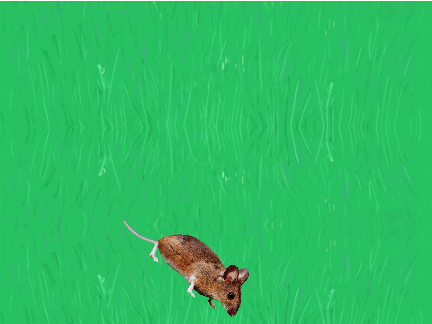 Mouse chaser for cats  #games 