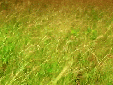 Aardbei Klikker