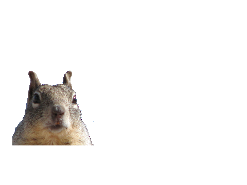 A Nutty Project
