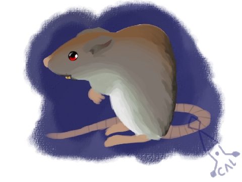 Rat
