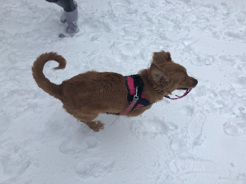 Snow Puppy