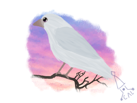 Bird (albino crow)