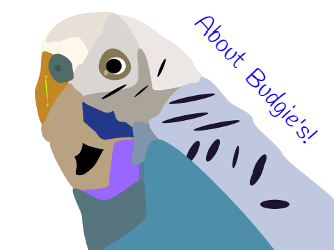 About Budgies!