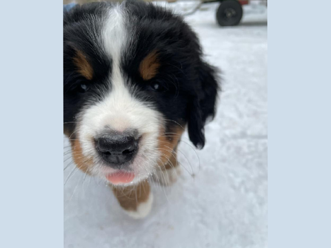 *blep*