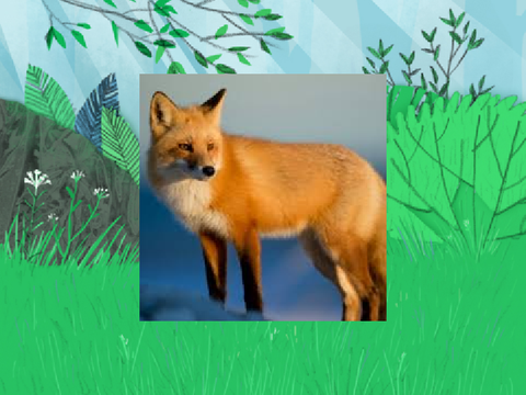 What Does The Fox Say? 