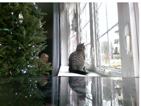 Tabby cat go brrrrrrrrrrrrrrrrrrrrrrrrrrrr