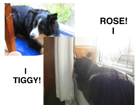 My grandmother's dog and my cat!