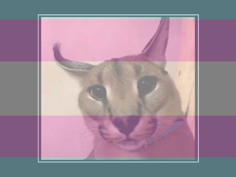 Floppa