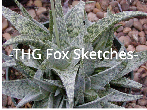 THG Fox Sketches