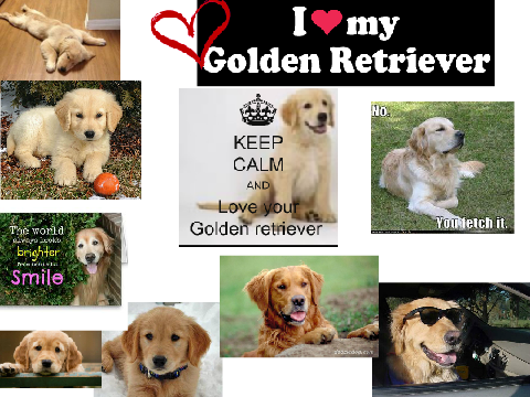 Golden Retrievers