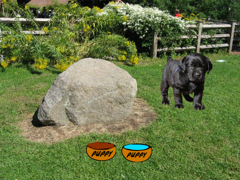 Virtual pet!