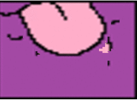 Cat licking the screen