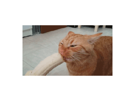 meow roll
