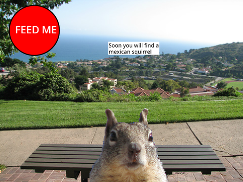Bojo the fortune squirrel