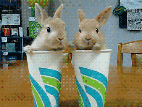 Funny Rabbit Videos!