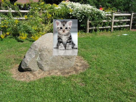 pic-a-boo cat