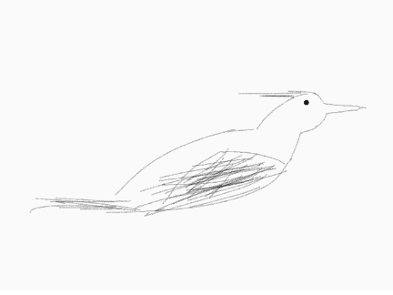 bird