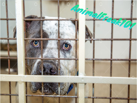 Pit bull hate must end today! Remix and sign!  